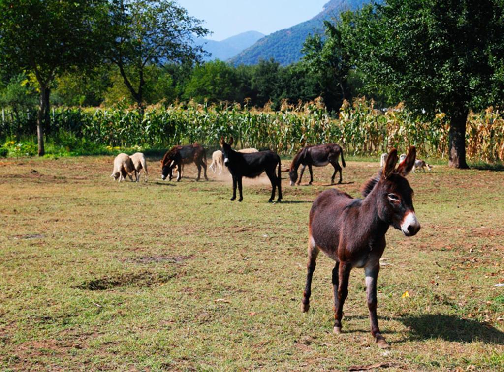 Azienda Agrituristica Pericle Montella Zewnętrze zdjęcie