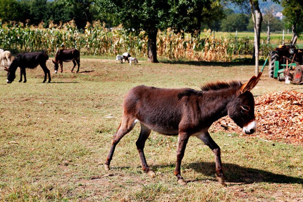 Azienda Agrituristica Pericle Montella Zewnętrze zdjęcie