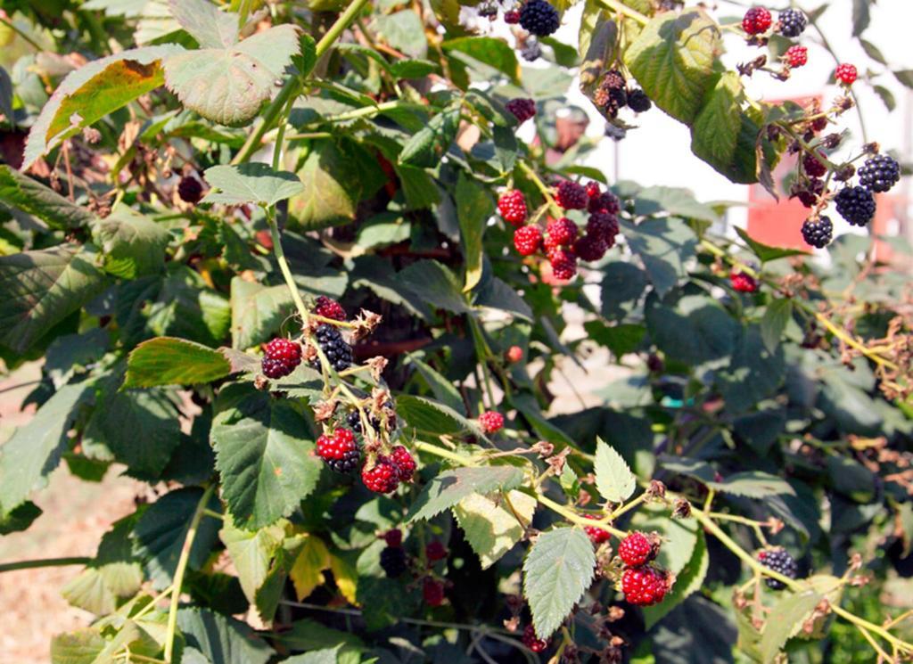 Azienda Agrituristica Pericle Montella Zewnętrze zdjęcie